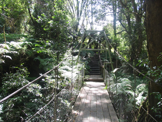 Rain Forest